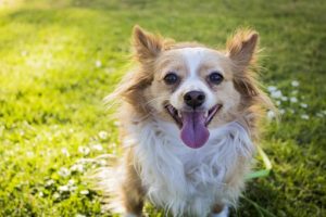 老犬が食べない 余命のことを少し話そうとおもう 水しかのまない時にしてあげられること ワン Point